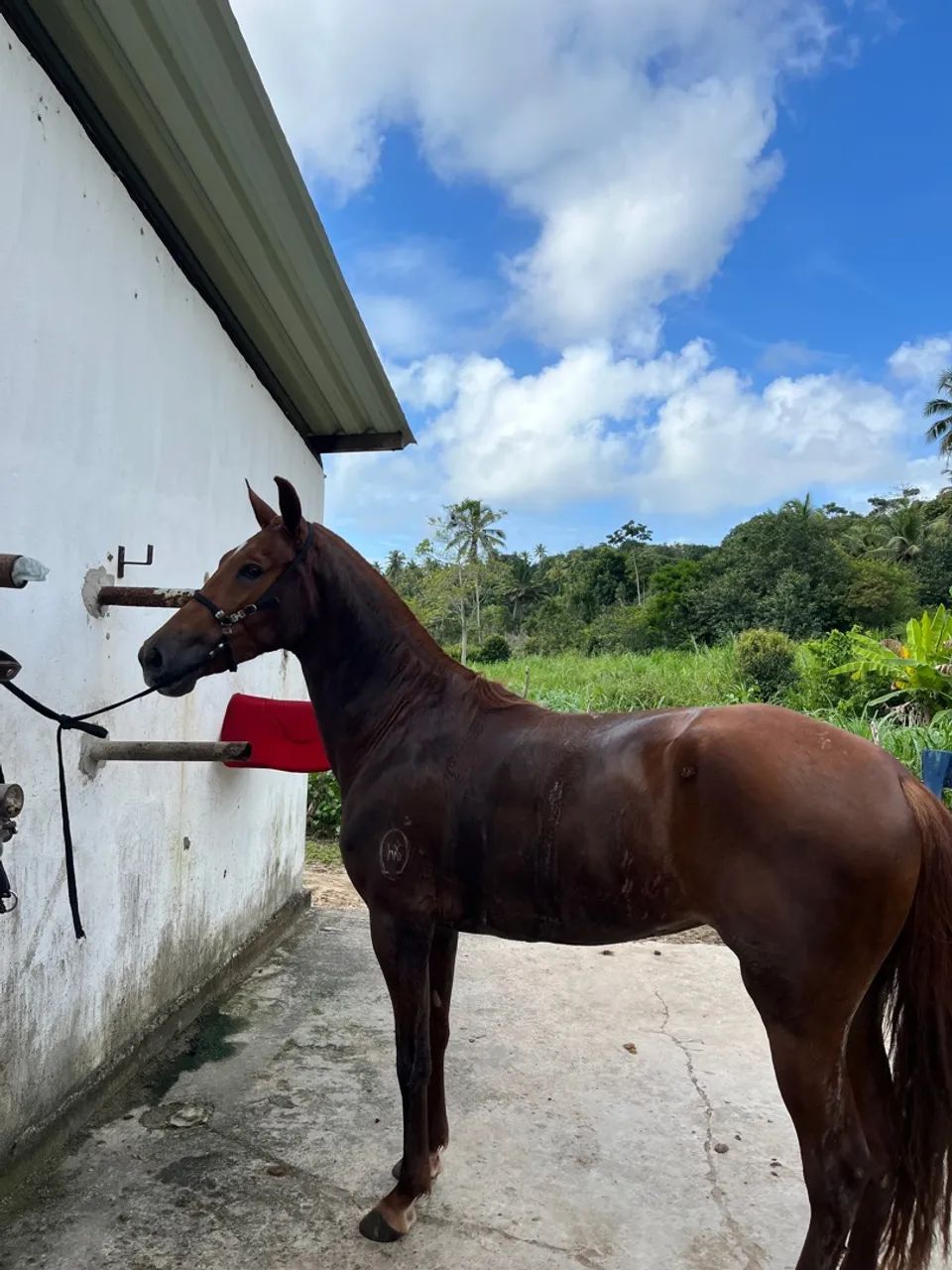 Égua mangalarga  - Foto 3