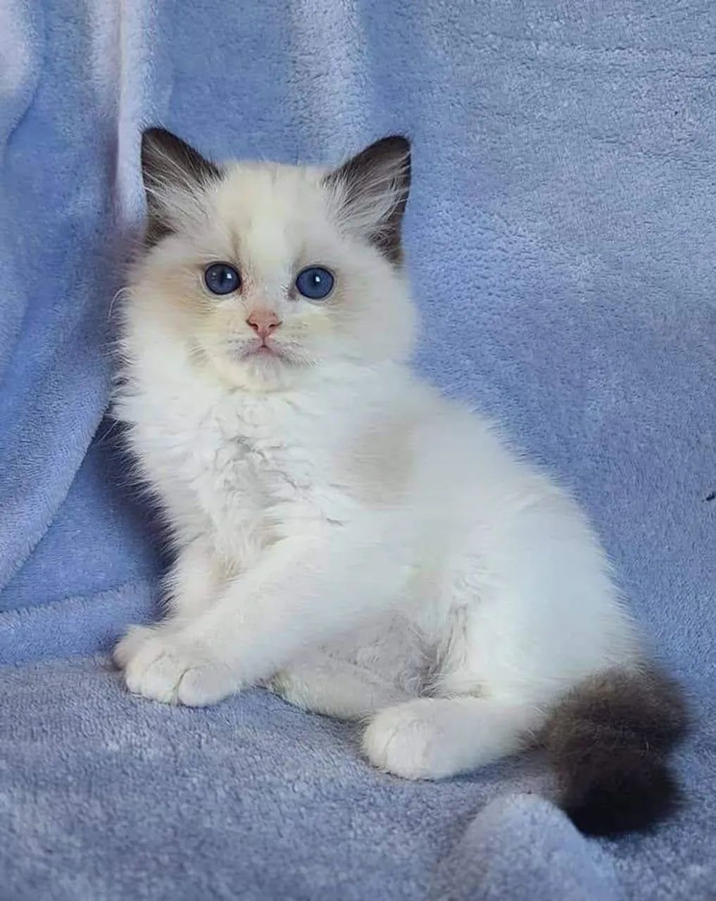 Gatinho Ragdoll disponível
