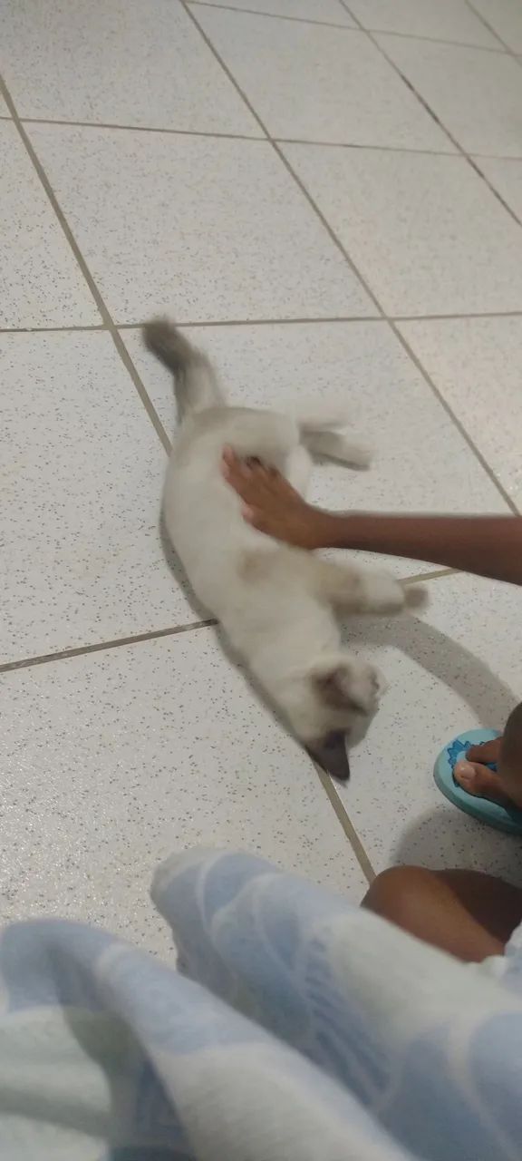 Gatinho lindo e carinhoso - Foto 4