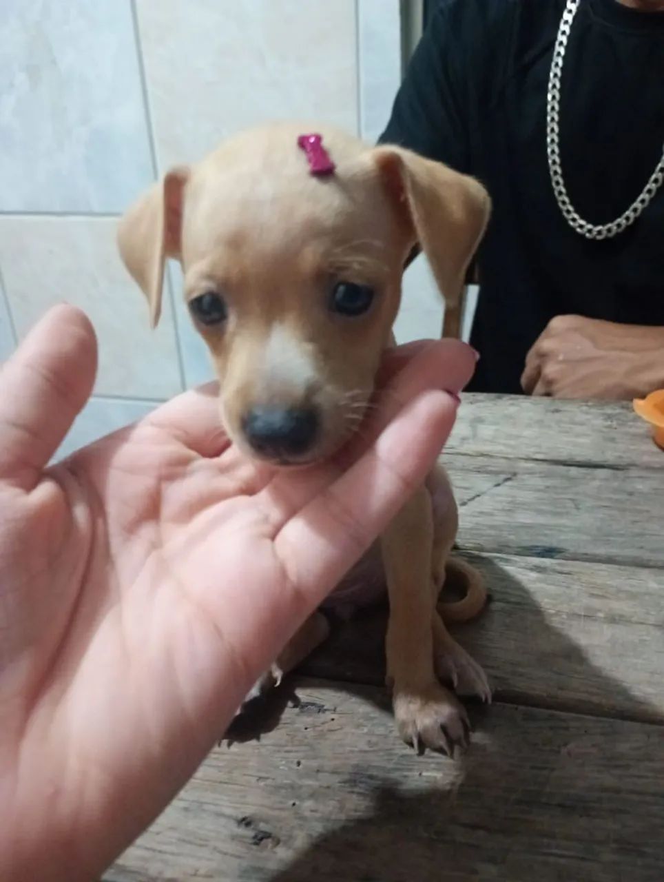 Quatro lindas fêmeas Pincher 3 - Foto 3