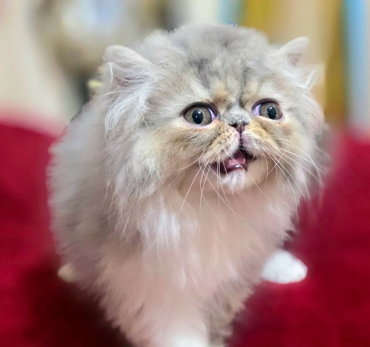 Filhote de gato persa - Foto 2