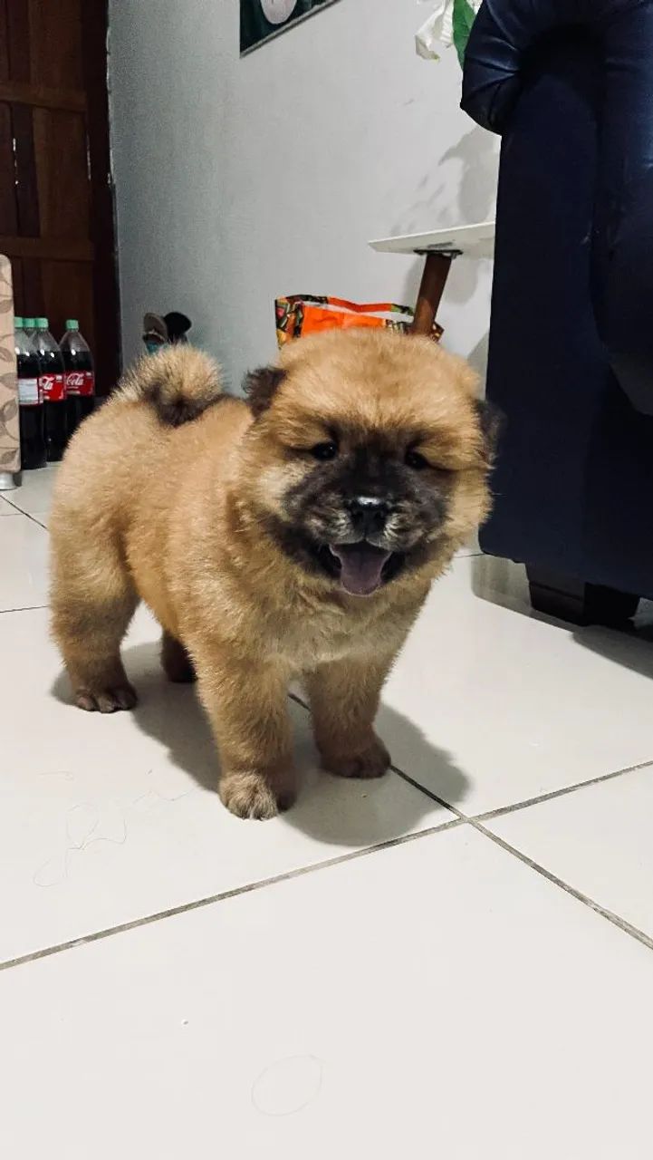 Filhote Chow-Chow Fêmea 