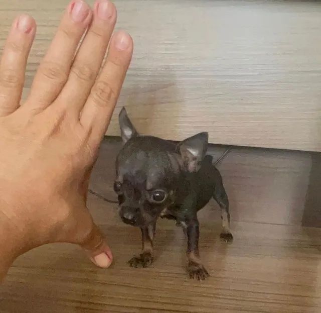 Pinscher miniatura -Filhotes \Entre em contato 