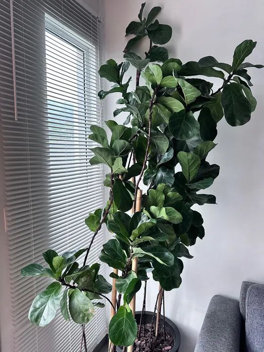 Ficus Lyrata - Planta de Interior