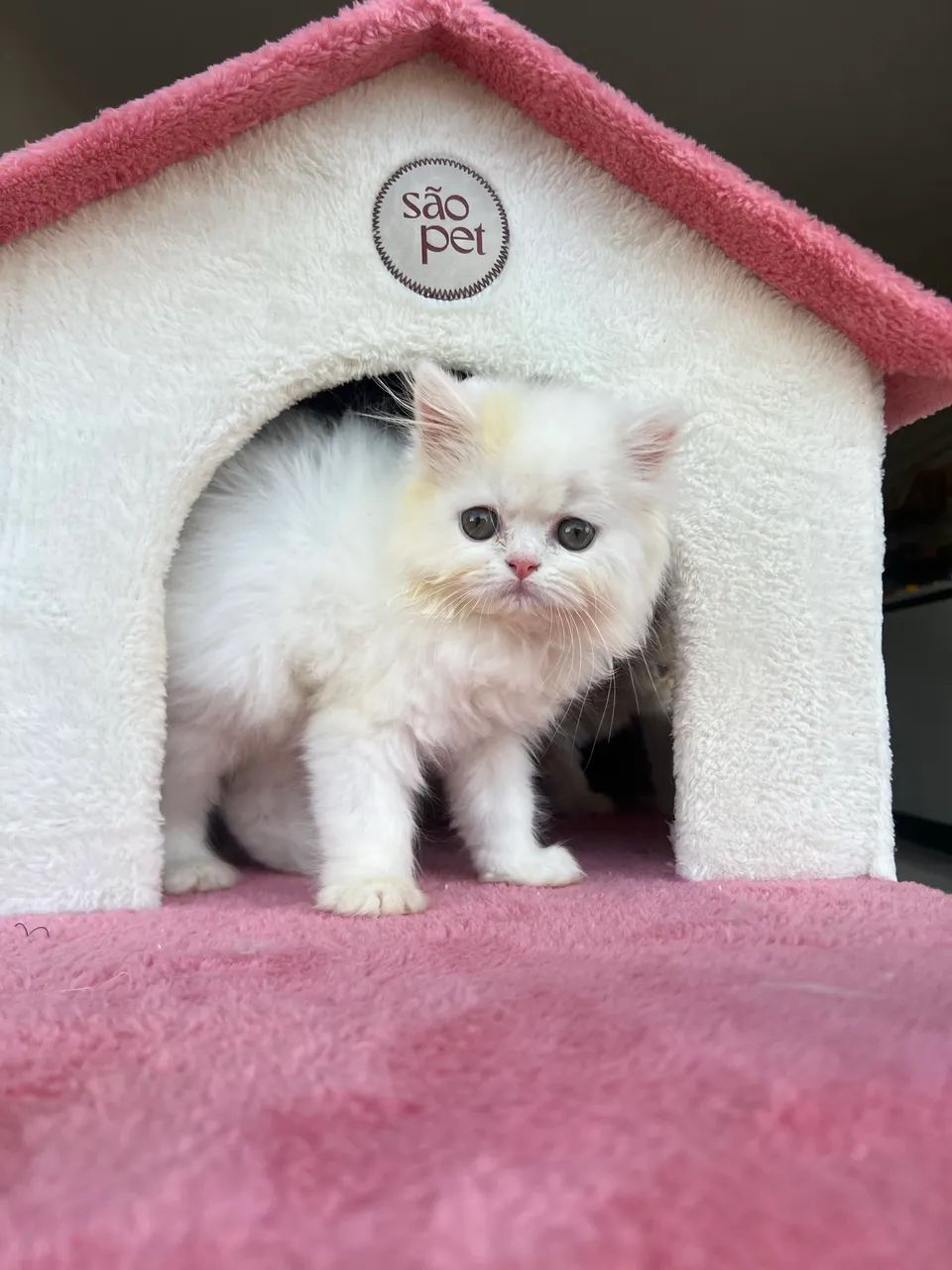 Filhotes de Gatos Persas  machos 