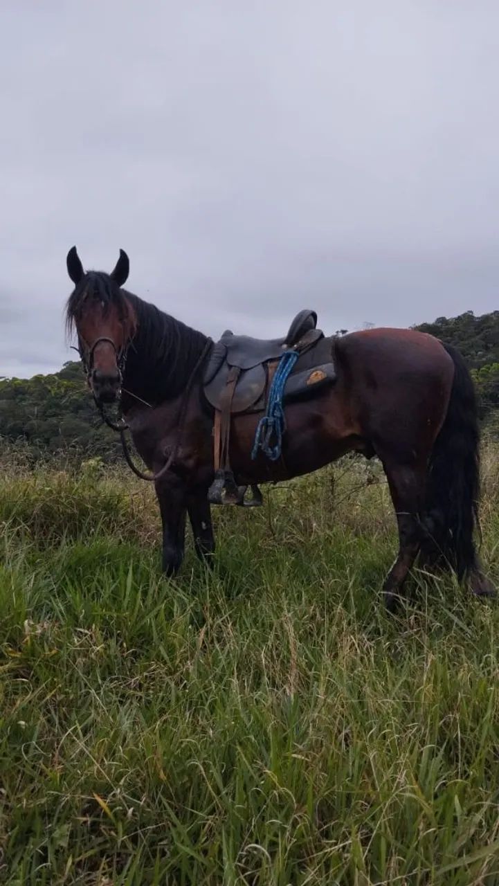 Garanhão Mangalarga Marchador  - Foto 3