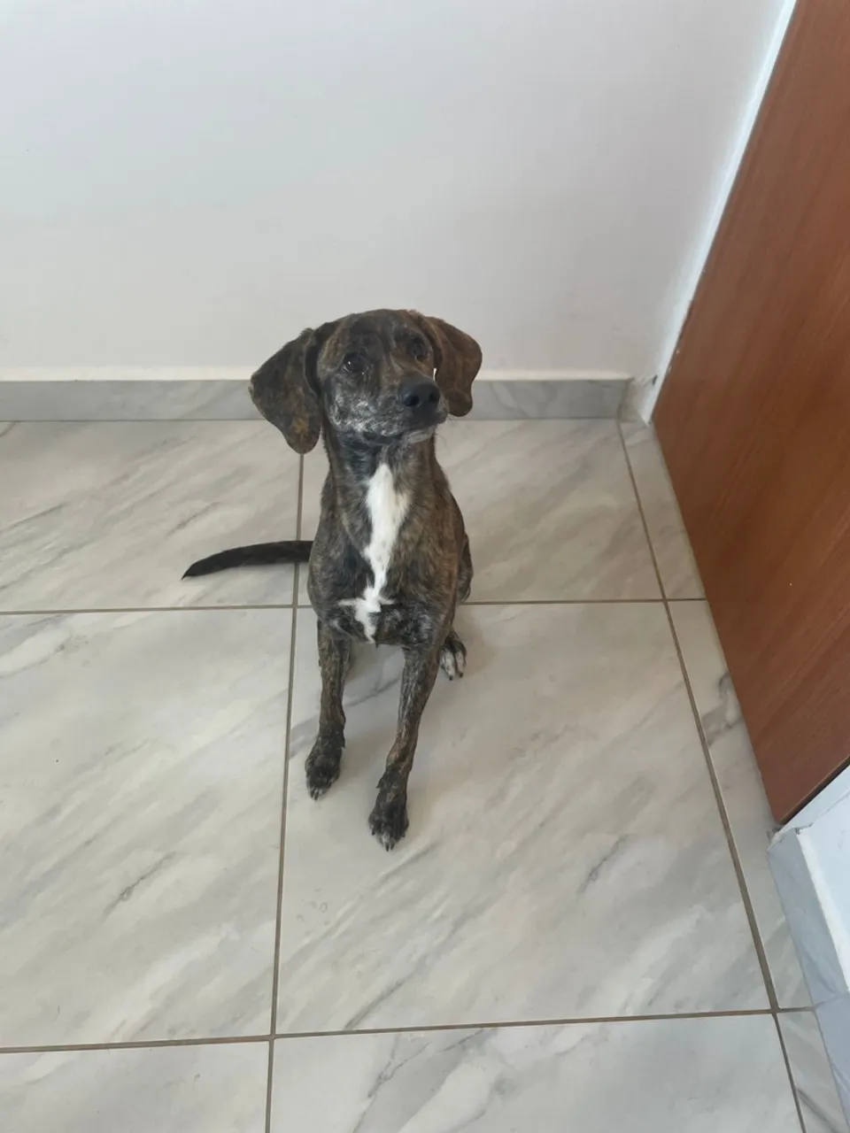 Cão para adoção