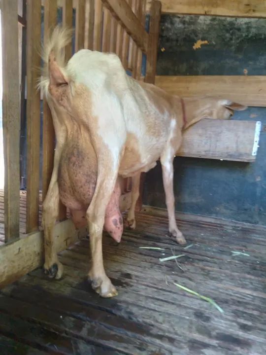 Cabra leiteira a venda  - Foto 3