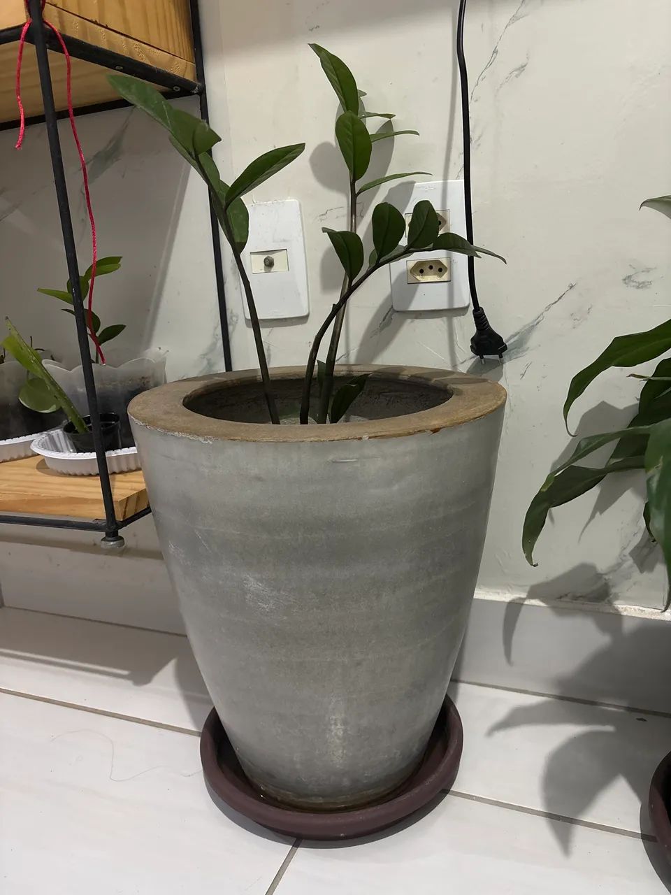 Zamiolculca 
