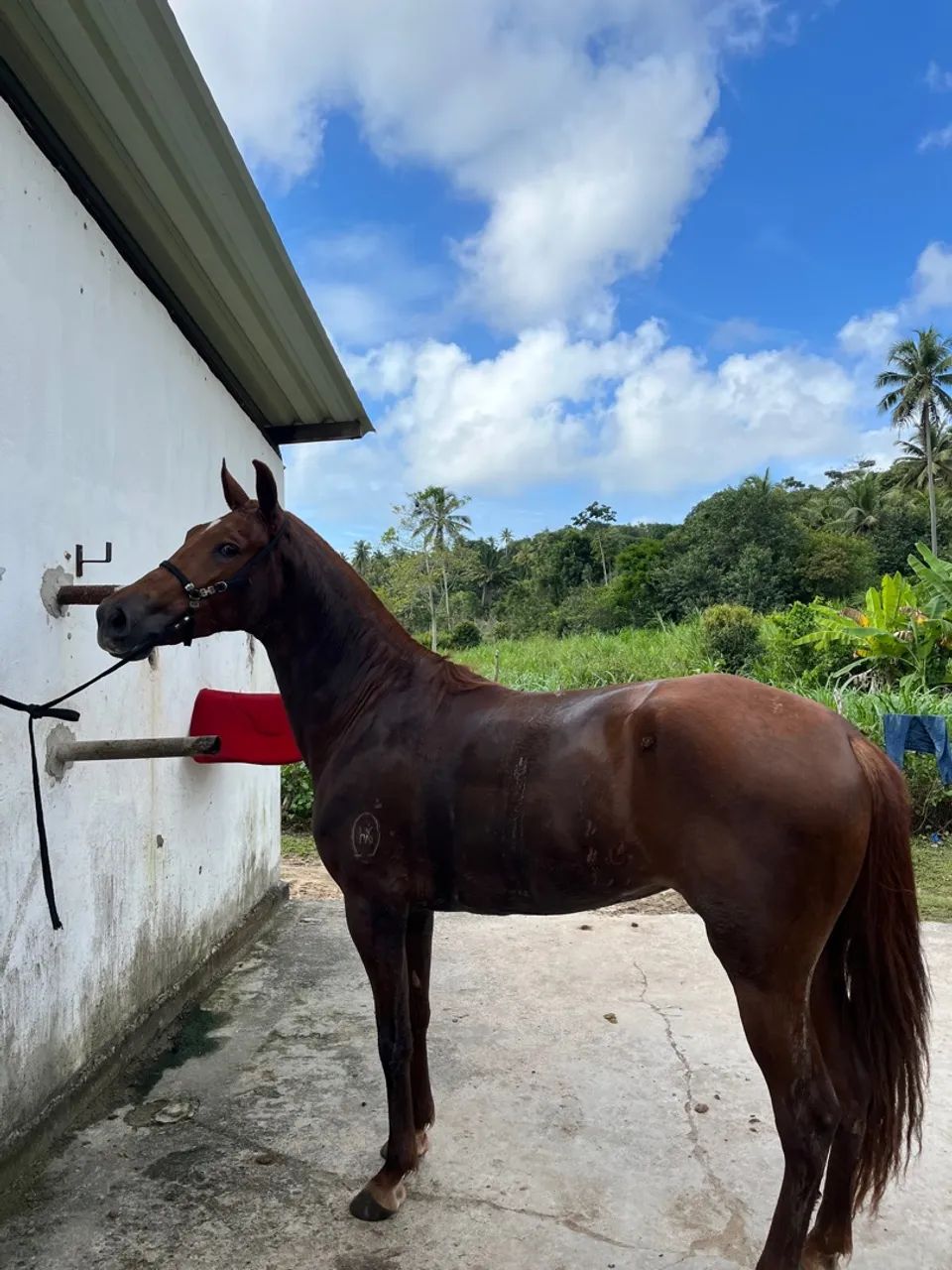 Égua mangalarga  - Foto 2