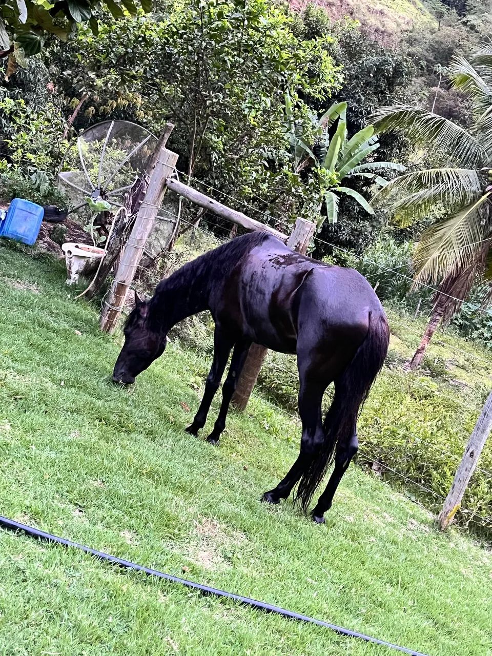 Cavalo preto - Foto 4
