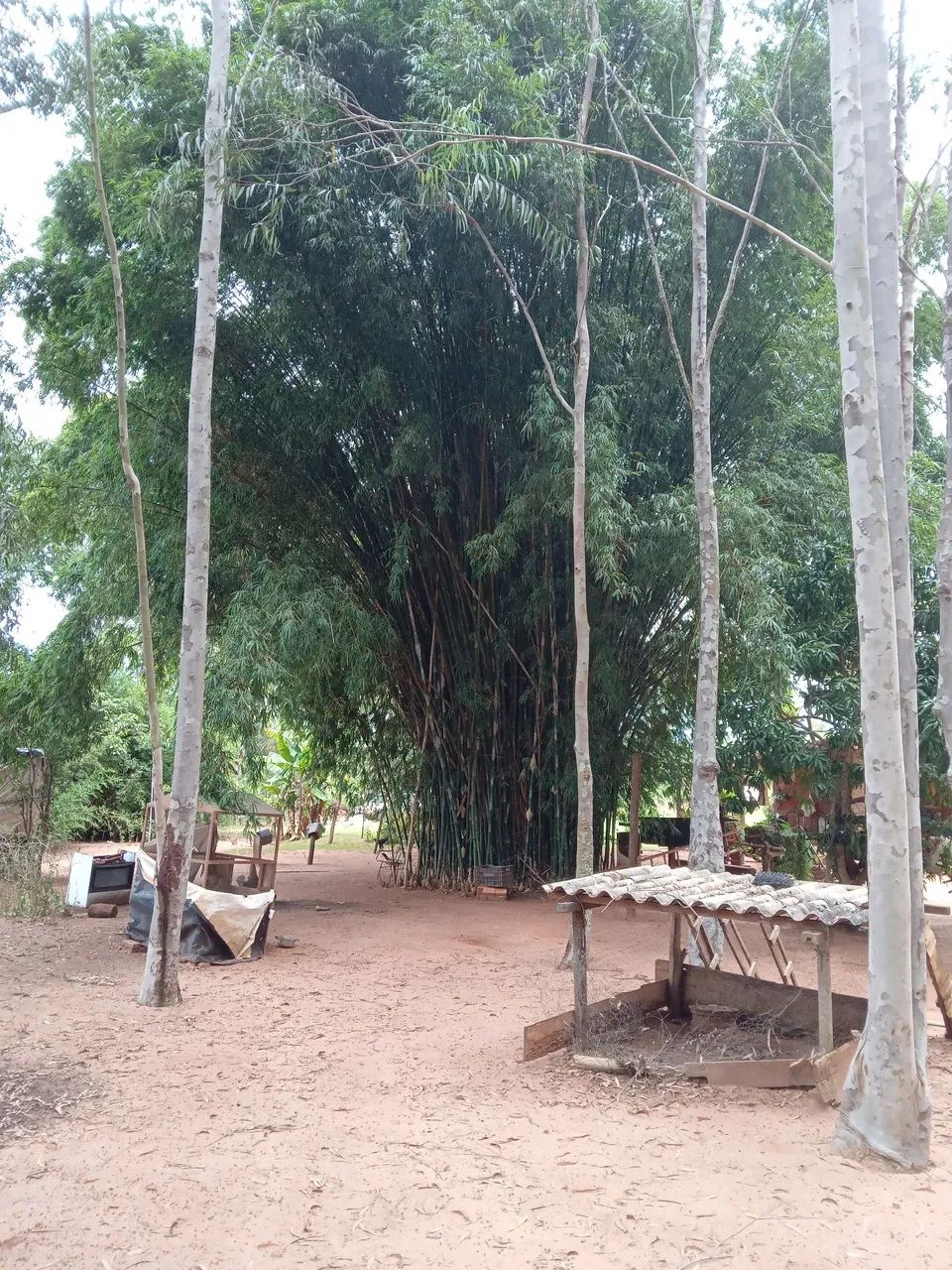 Chácara Região Capão Sidrolândia MS 15.932,7 hectares!!! - Foto 5