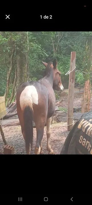 Vendo (pirai do sul)uma egua quarto de milha e uma mula  - Foto 3