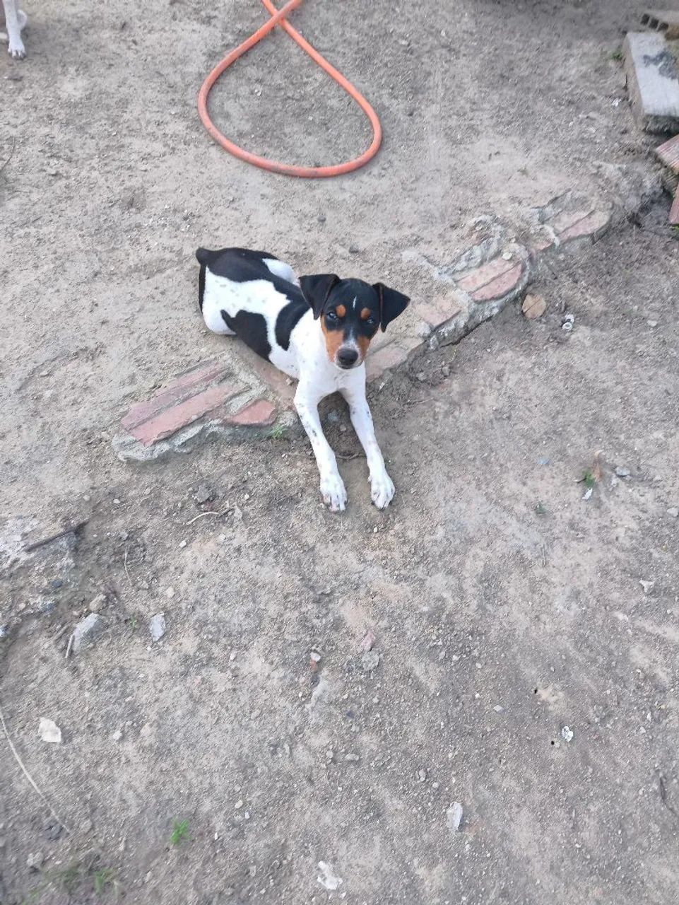 Filhote fêmea Fox paulistinha 3 meses  - Foto 2