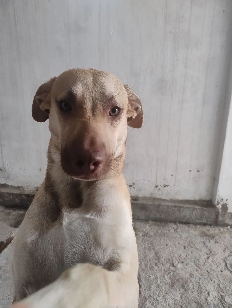 Doação de cão  - Foto 3