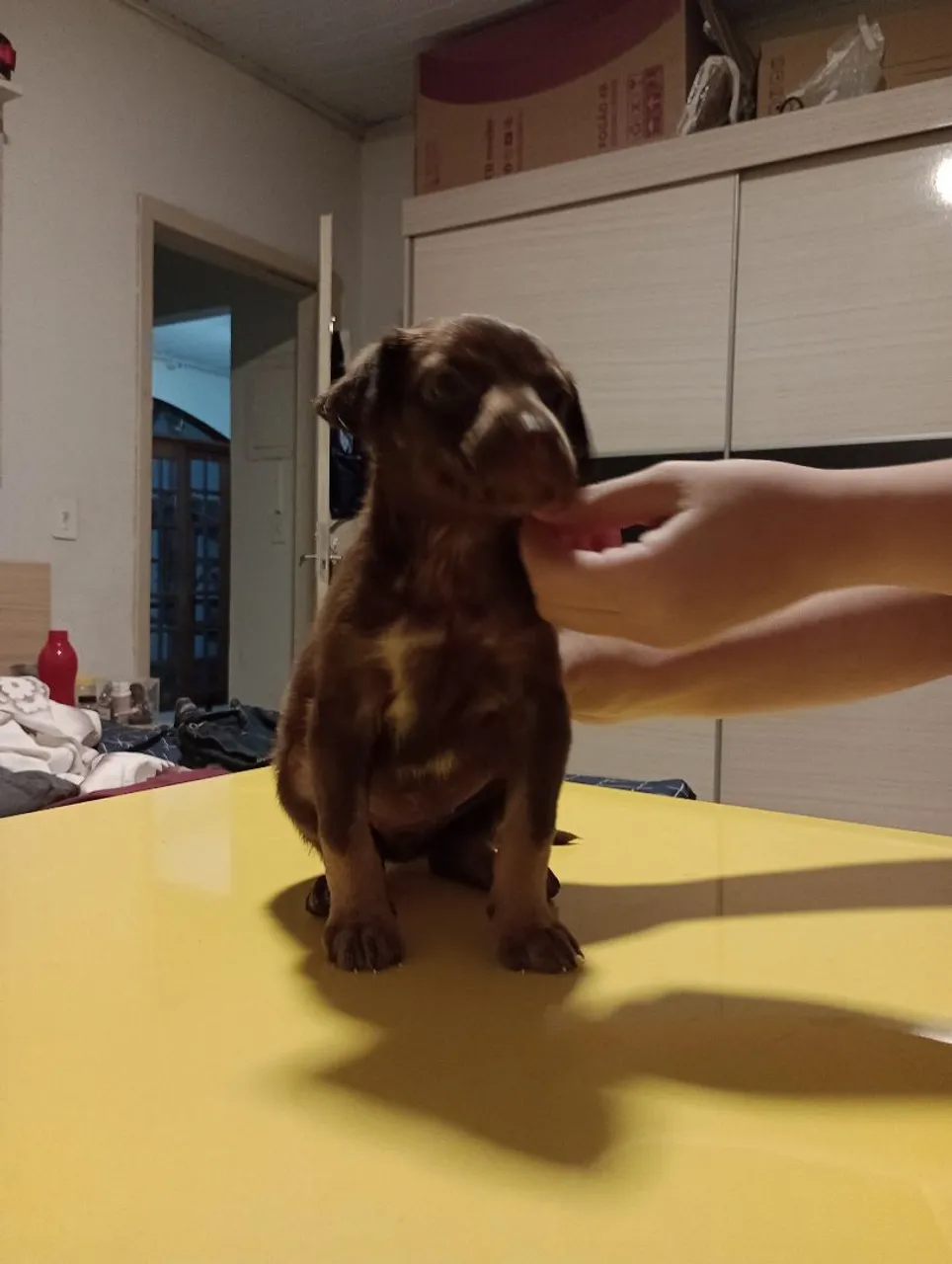 Filhote de vira lata pra doação