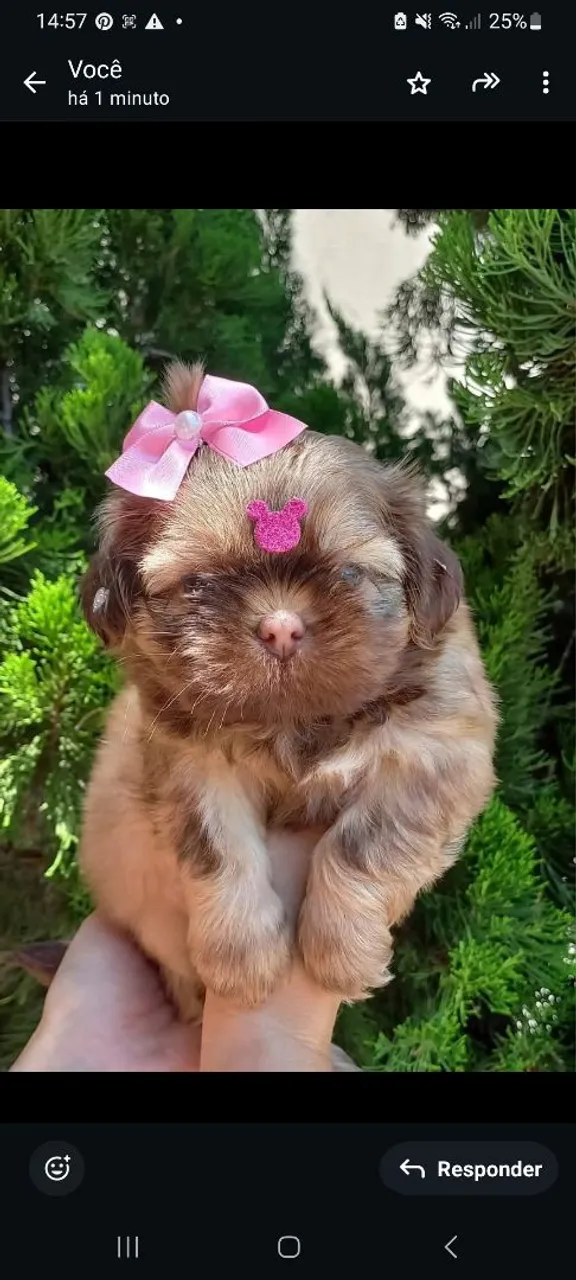 Filhote Shih Tzu Mini Fêmea