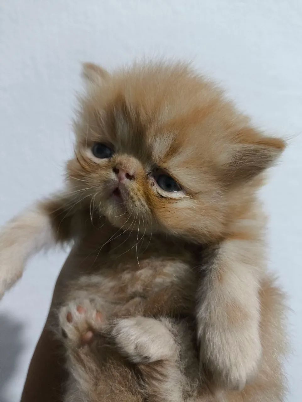 Gatinho Persa