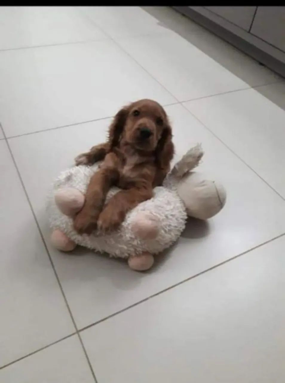 Filhotes de Cocker Spaniel Inglês disponíveis - Foto 3