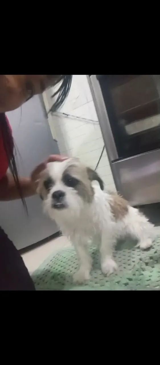 Cachorra de raça para doar - Foto 5