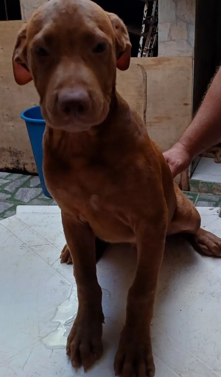 Animais - Foto 4