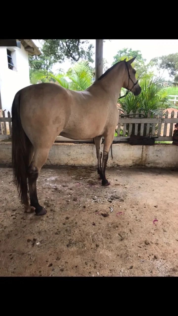 Égua mangalarga batida 