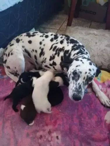dalmata x labrador 