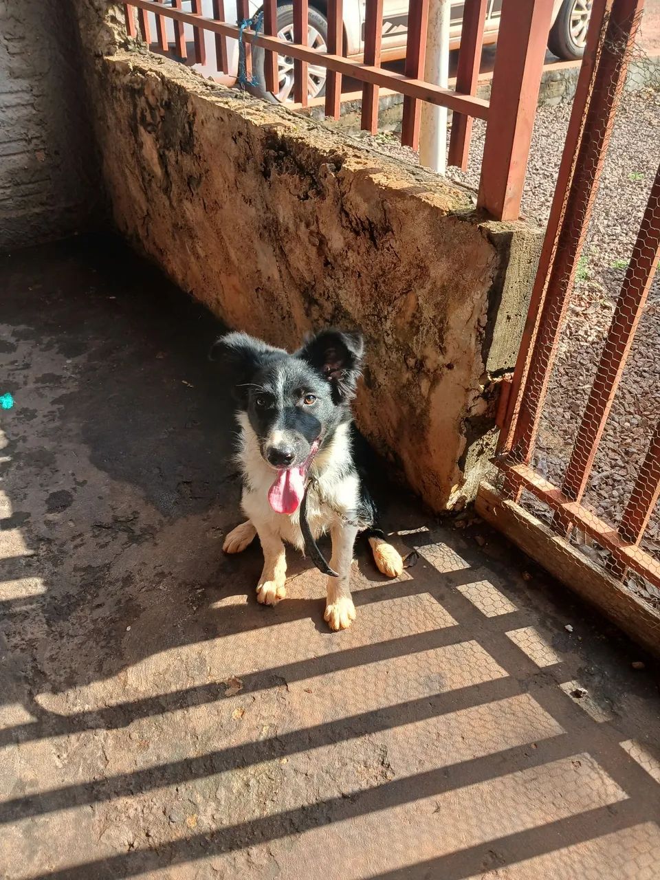 Border Collie - Foto 2