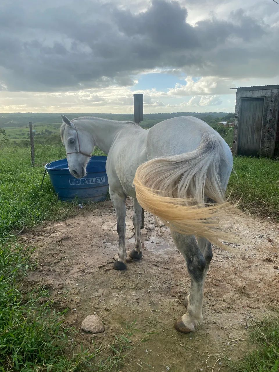 Cavalo QM