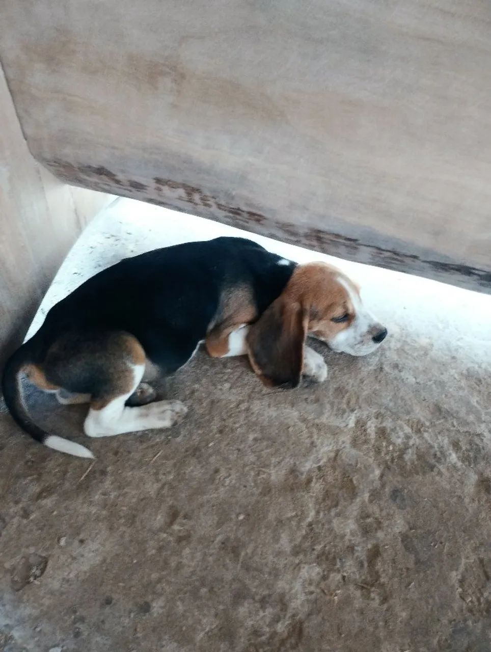 Filhotes de beagle  - Foto 4