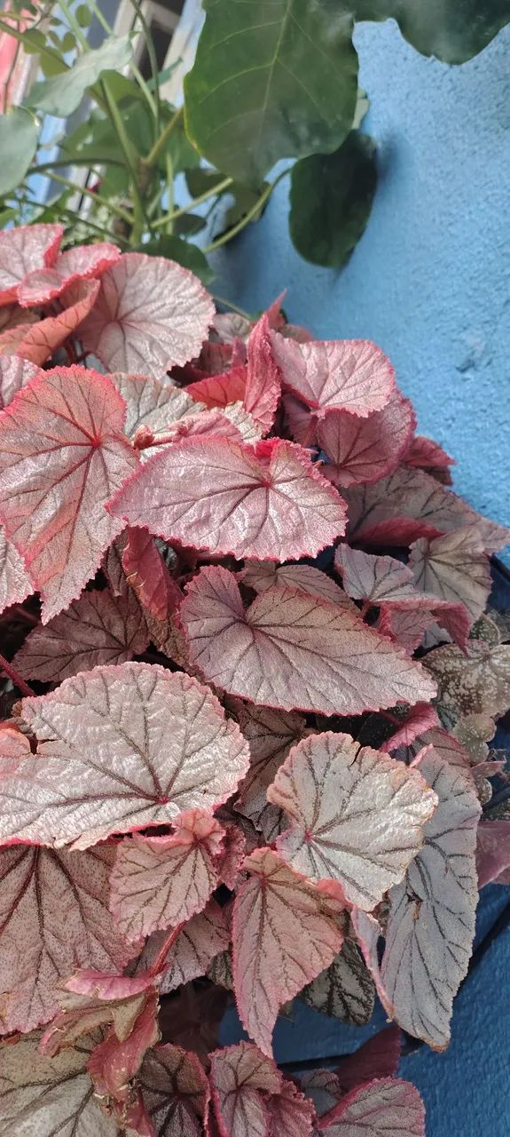 Plantas Ornamentais - Foto 2