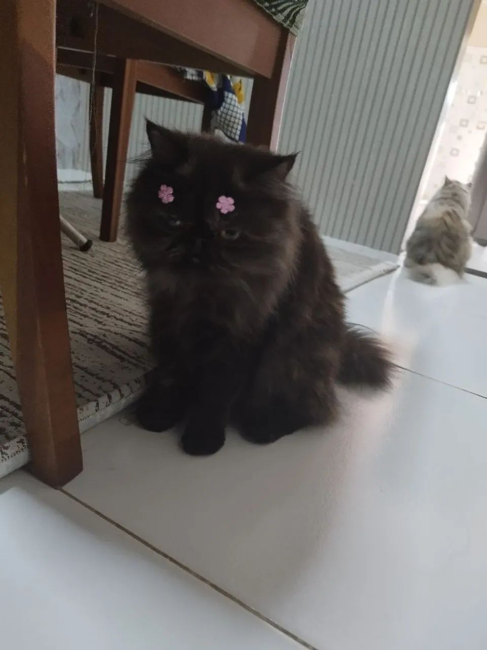 Gata persa - Foto 4