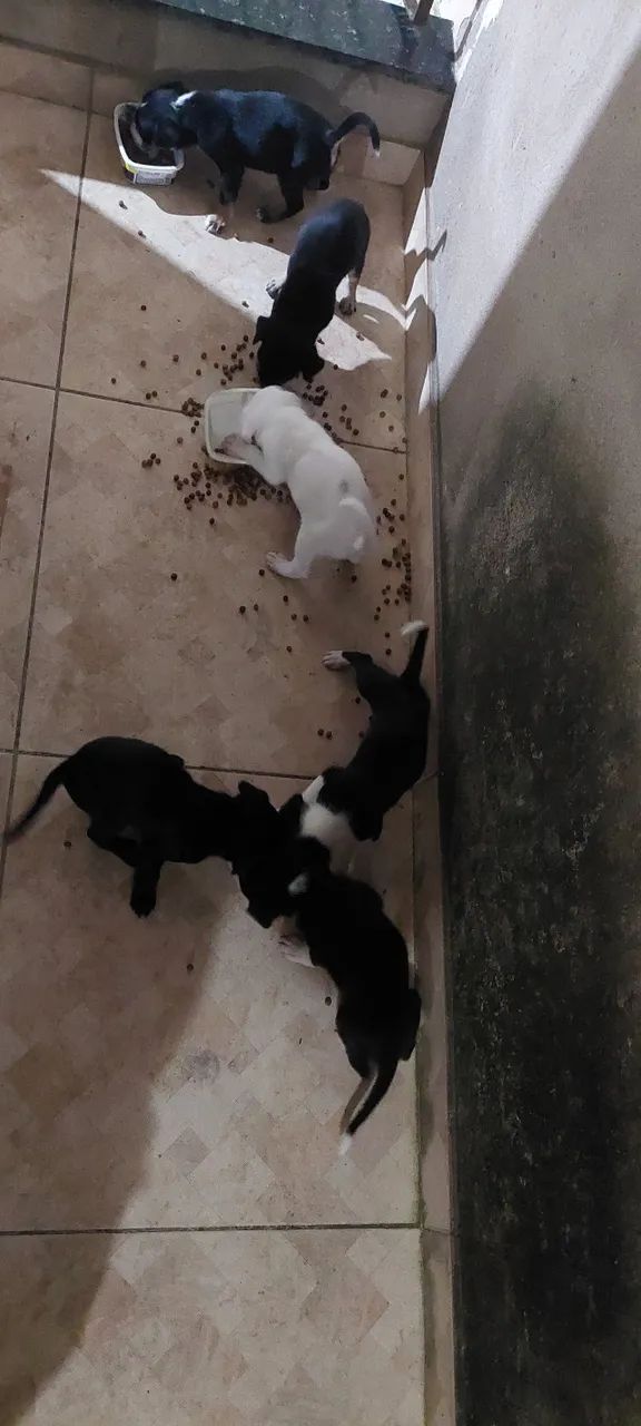 Cães