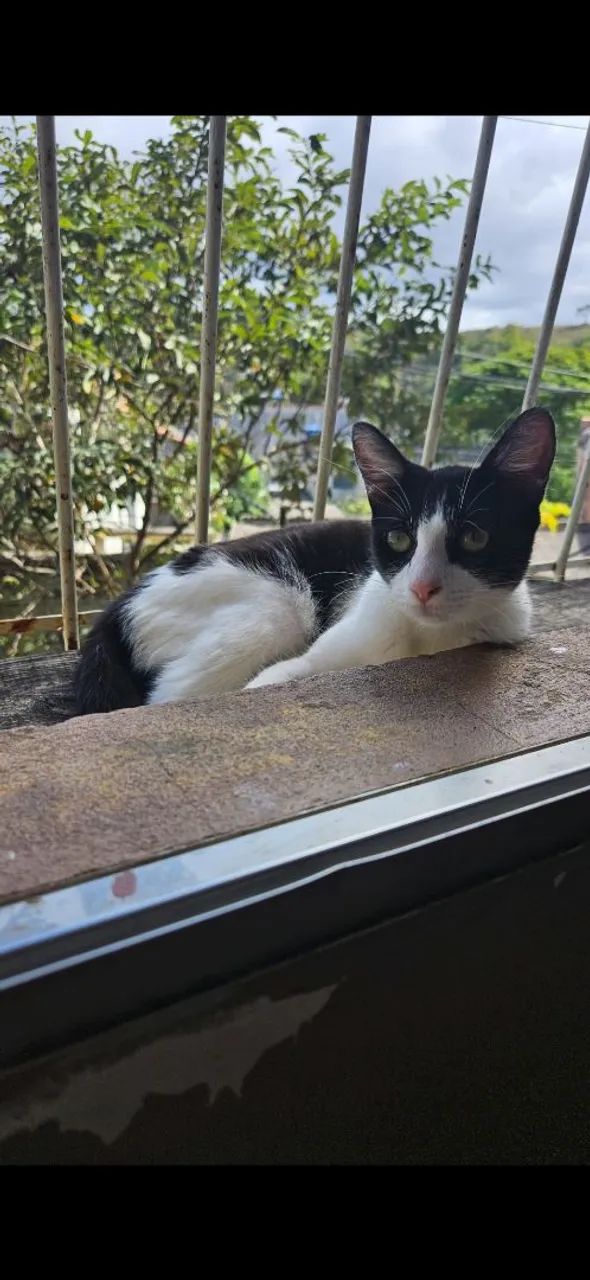 URGENTE - Gata fêmea para doação - Foto 4