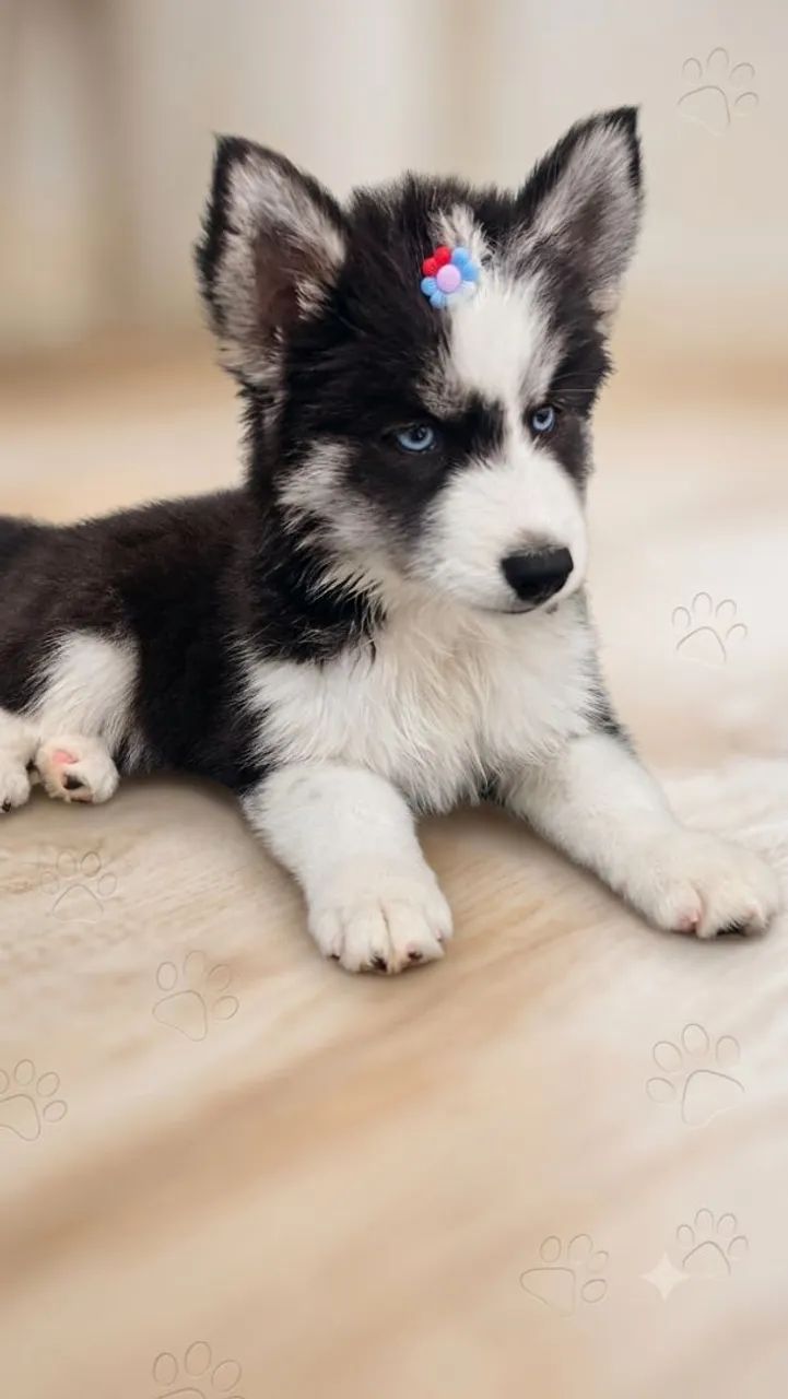Husky siberiano  - Foto 3