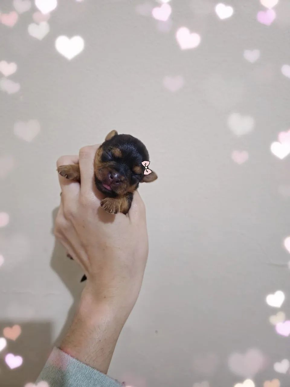Yorkshire terrier micro  - Foto 2