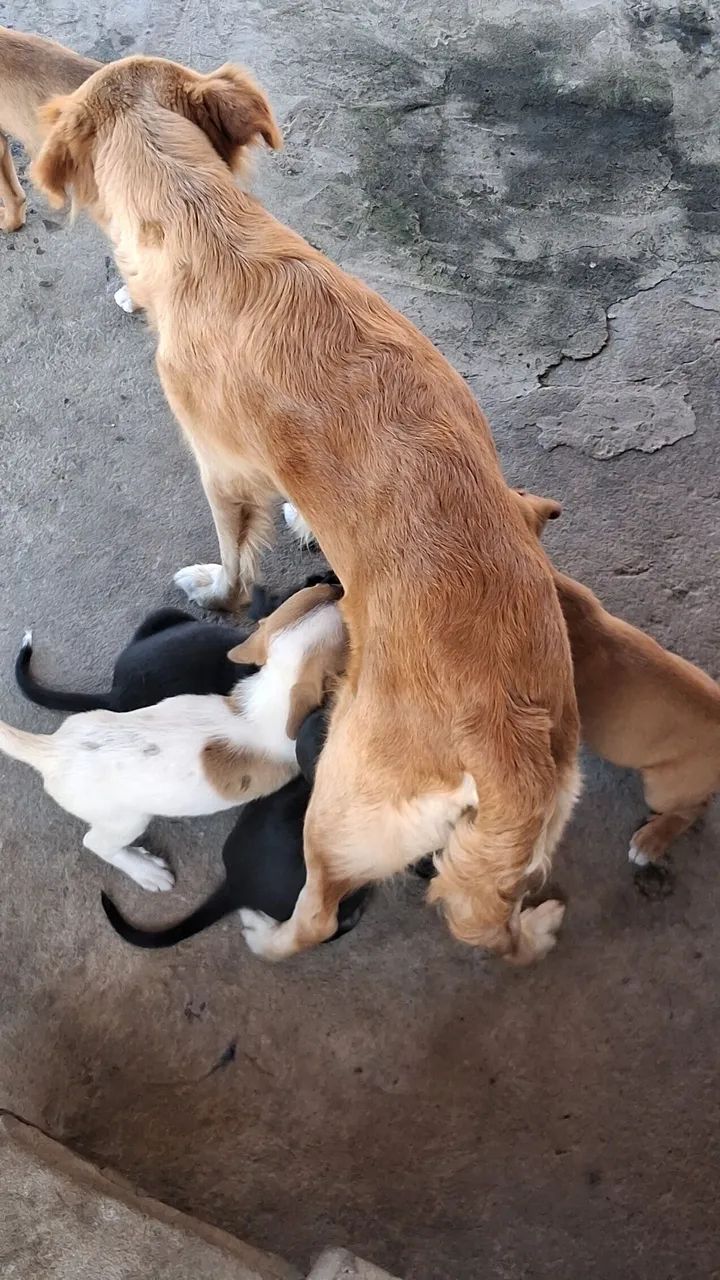 CACHORRO DOAÇÃO 