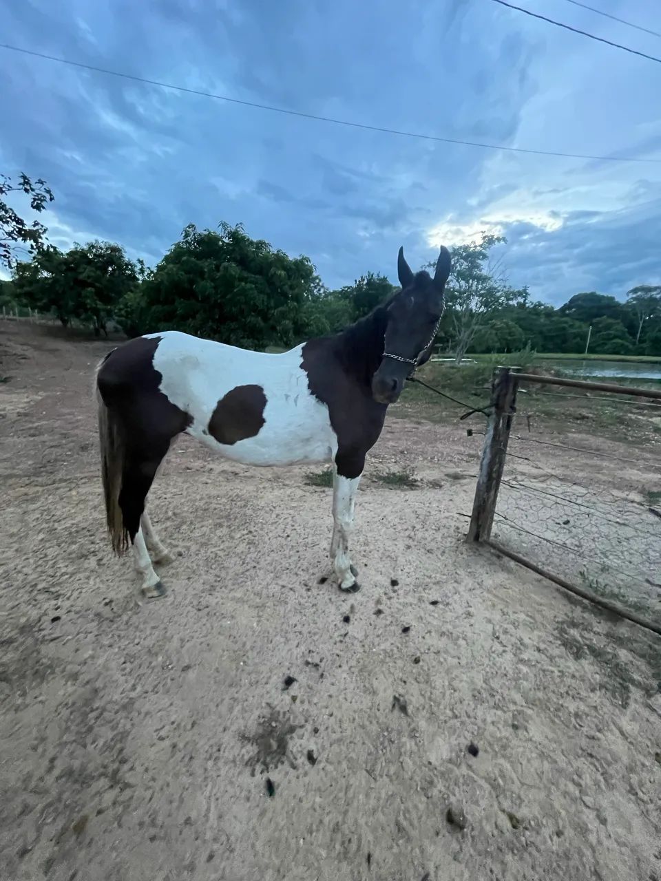 Égua Manga Larga Pampa de Preto  - Foto 6