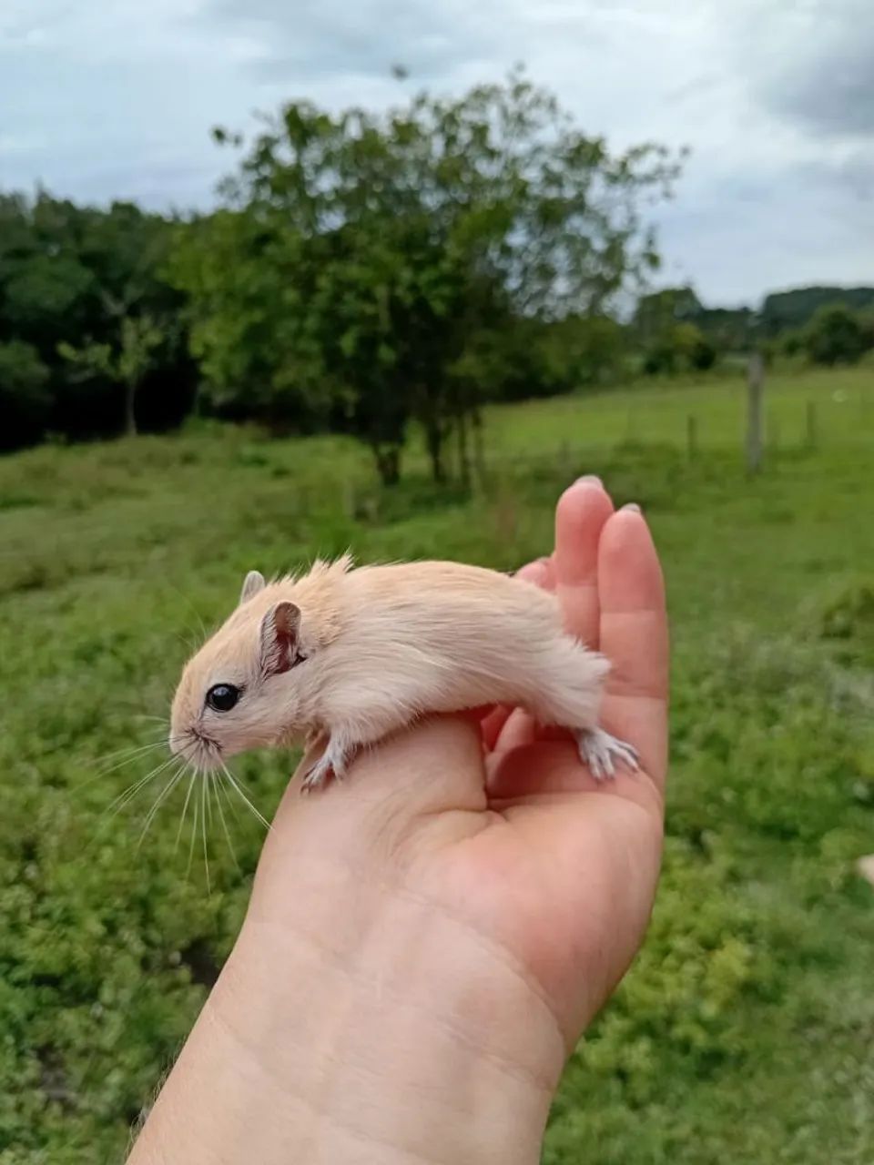 Lindos filhotes de gerbils - Foto 3