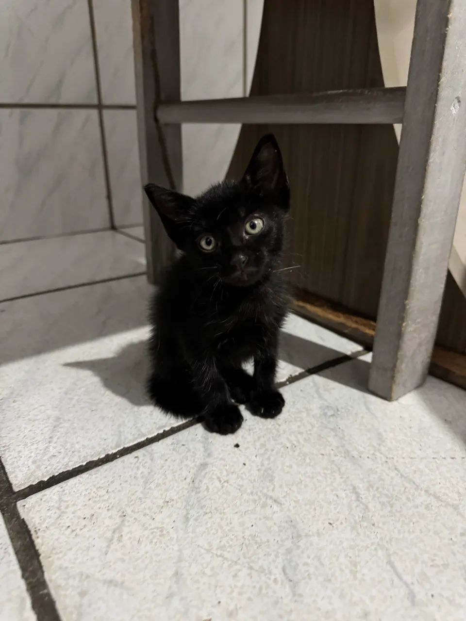 GATINHOS PARA ADOÇÃO  - Foto 3