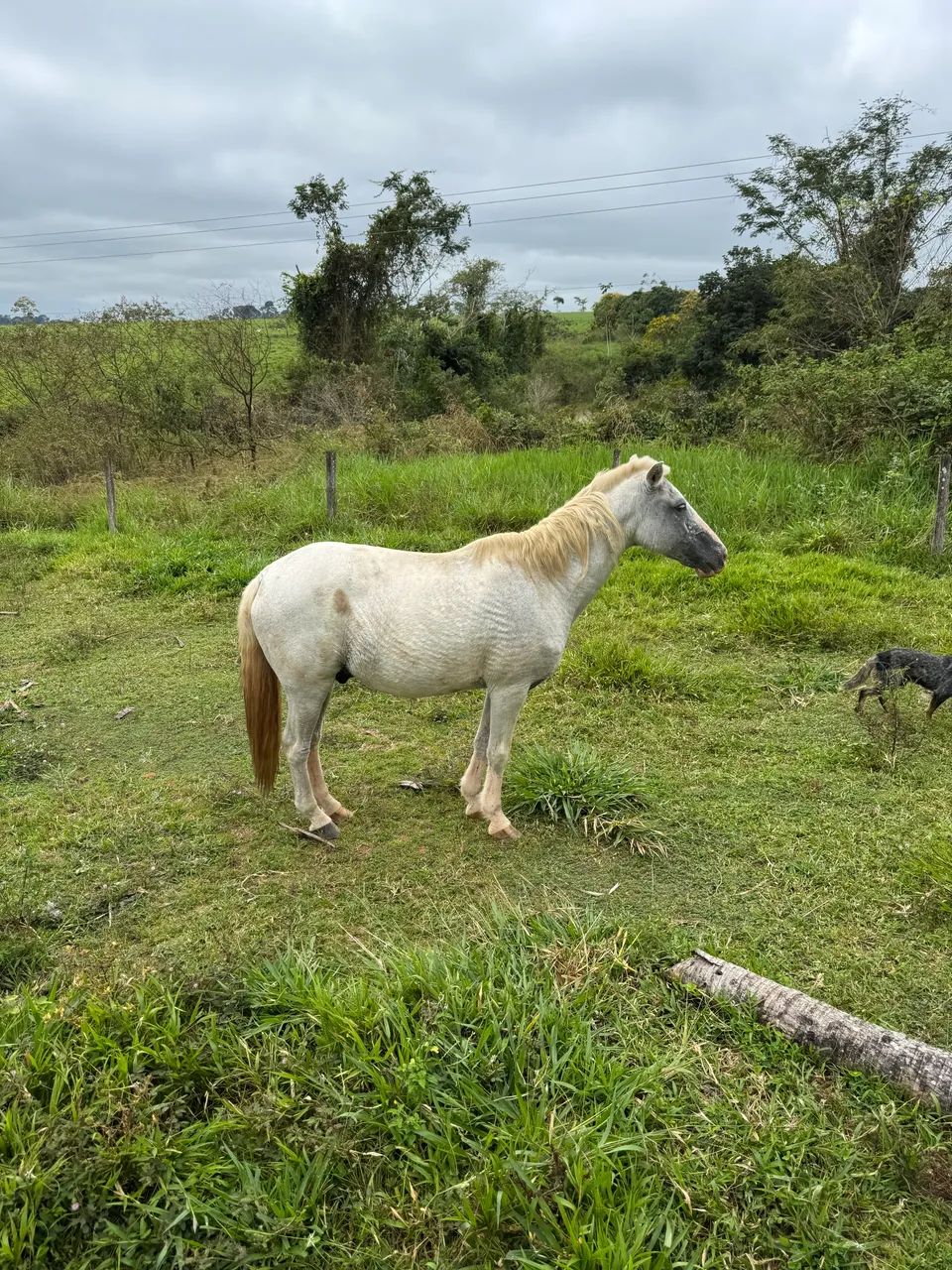 Cavalos - Foto 2