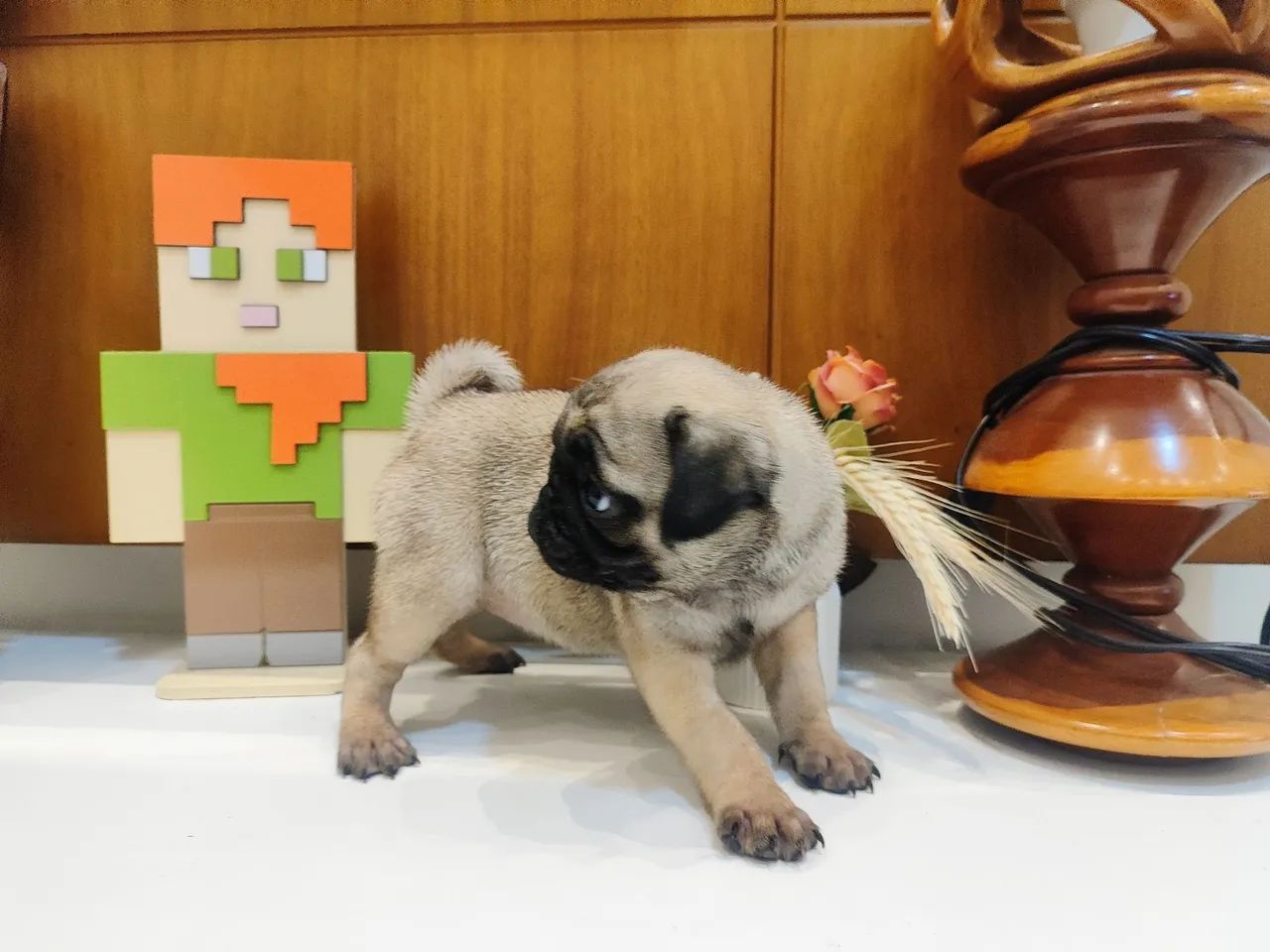 Pug  filhote  - Foto 3