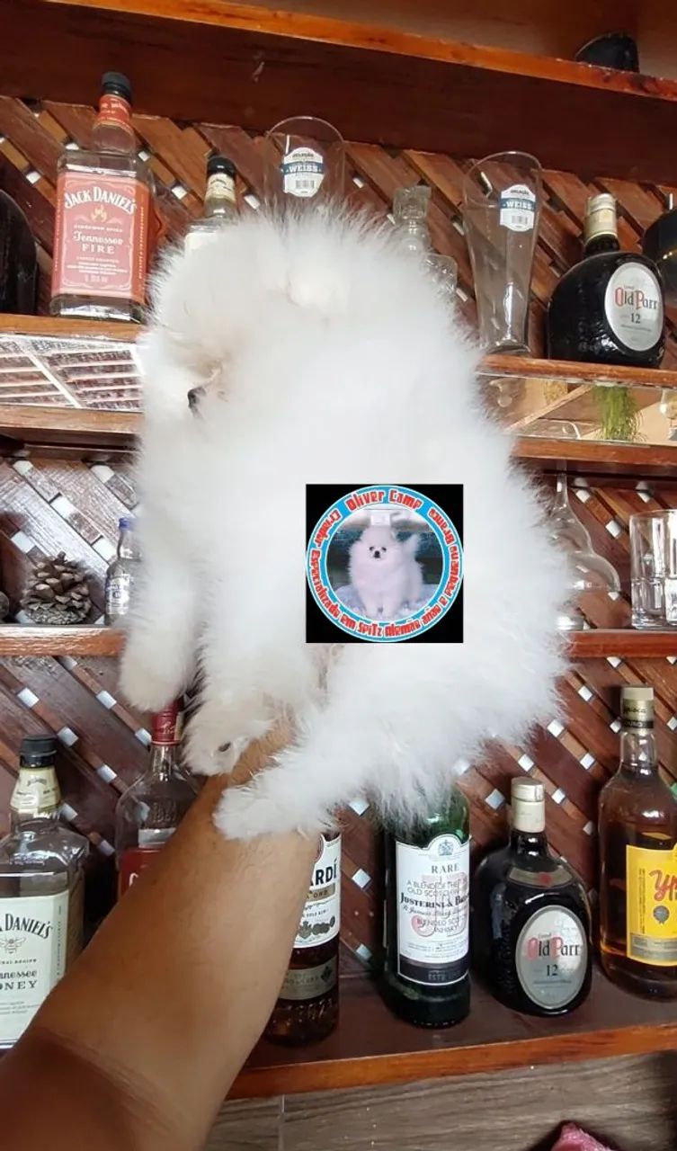 Spitz alemão anão branco  - Foto 2