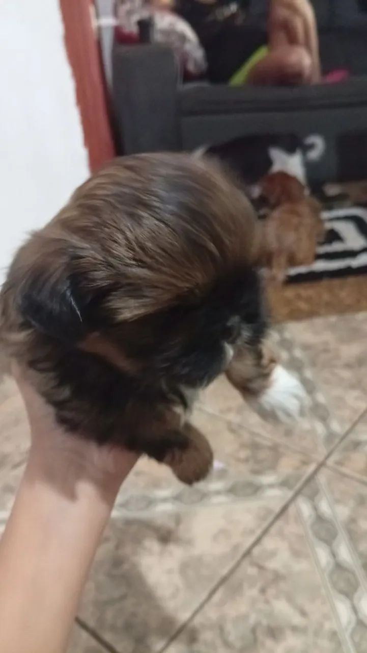 Cachorro - Foto 3