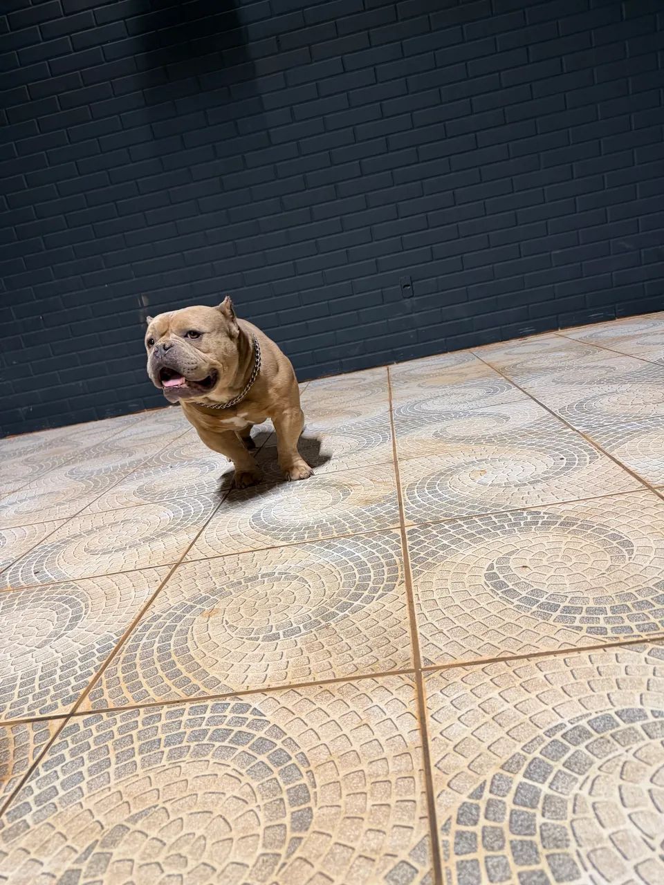 Cão American Bully