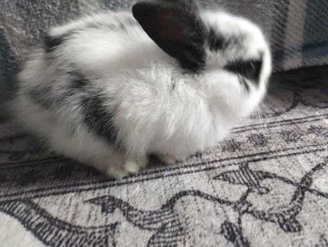 Vendo filhote de coelho  - Foto 4