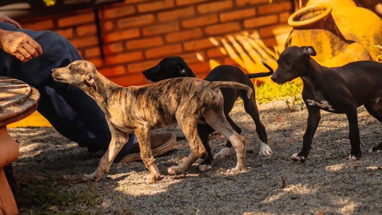 Greyhounds Galgo Inglês  - Foto 5