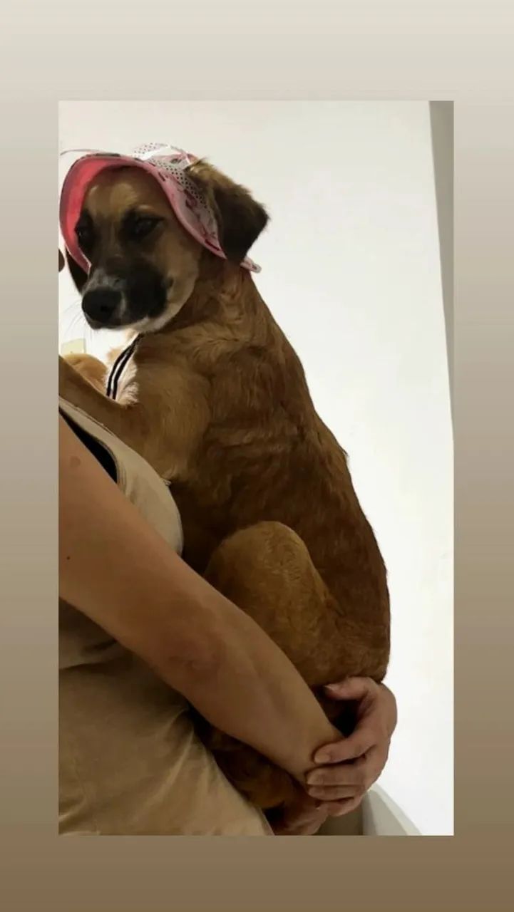 Cachorros - Foto 4