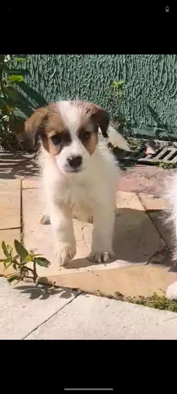 Jack Russell terrier com Pedigree porte pequeno   - Foto 2