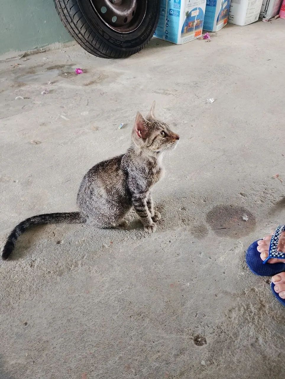 Adoção responsável de animais. - Foto 4